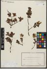 Foto von Salix waldsteiniana Willd.